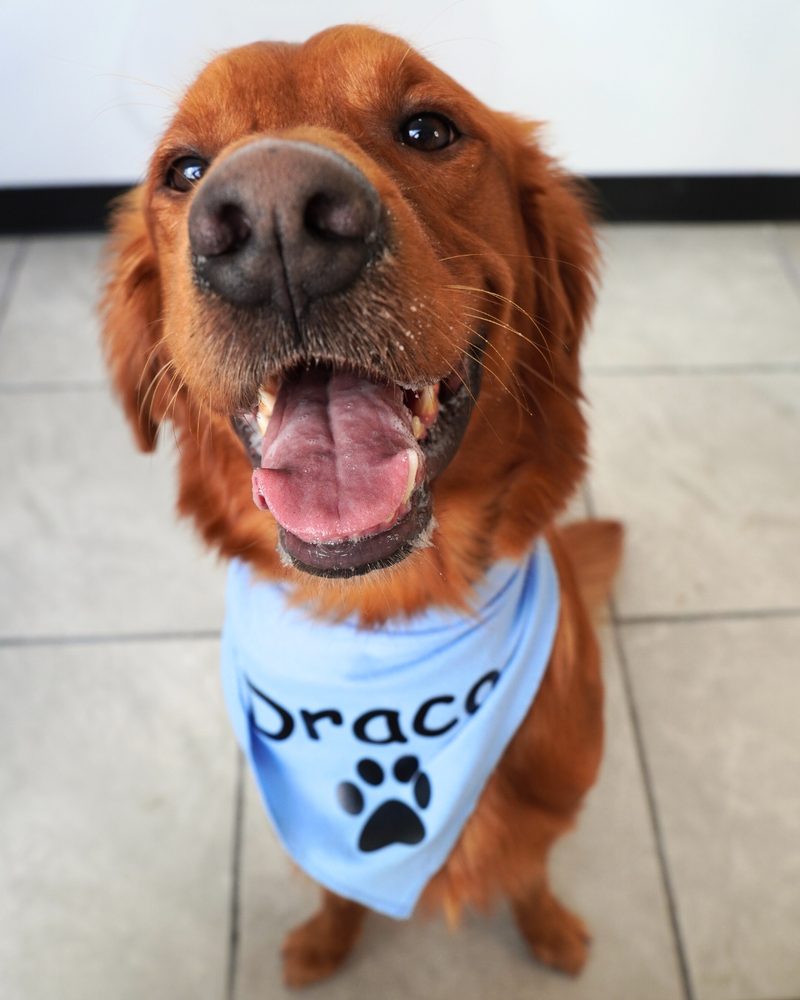 Primer plano de Draco, golden retriever de terapia, sonriendo con su pañuelo azul