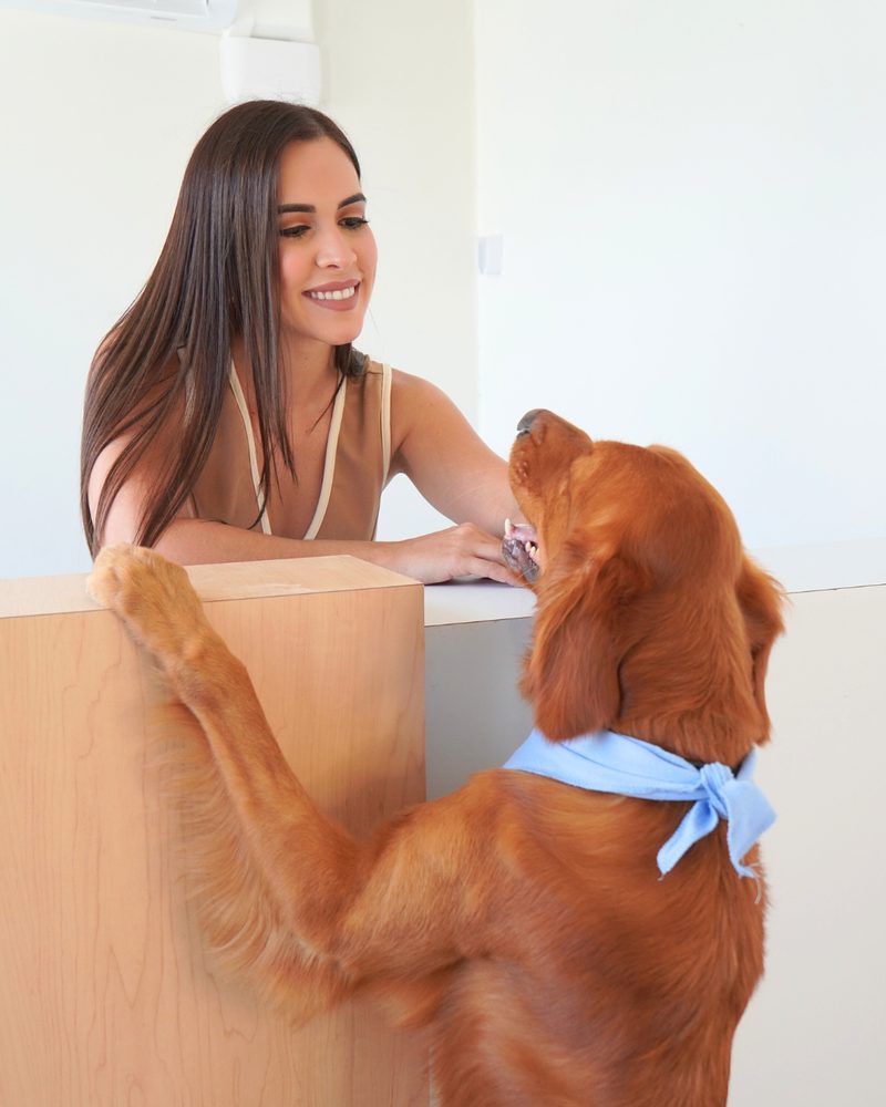 Draco, golden retriever, apoya sus patas en el mostrador para saludar a la psicóloga